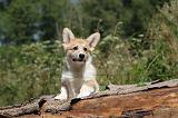 CORGI PEMBROKE 220